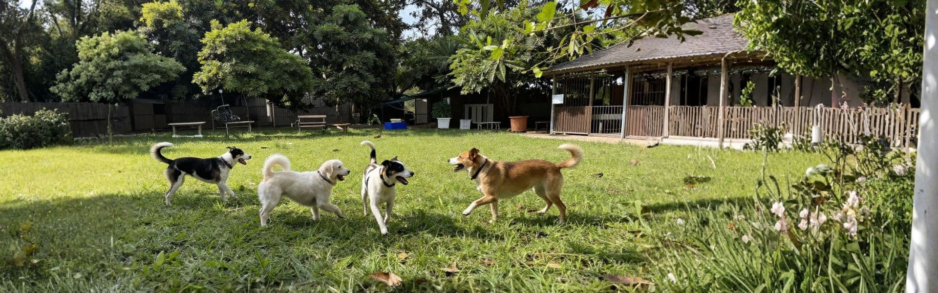 Cover für Hundepension